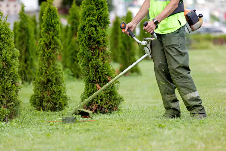Gardener using a whipper snipper to trim grass