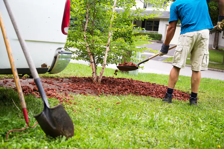 Landscaper shovelling mulch around a tree with tools leaning on his commercial vehicle