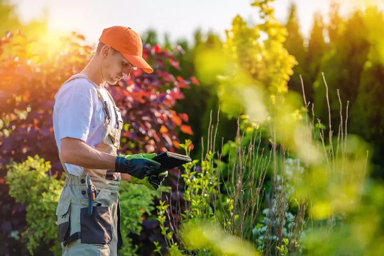 Gardener wearing overalls with trimmers in his pocket looking at a tablet
