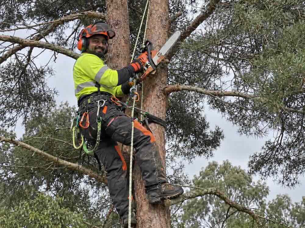 Insured arborist sawing a limb of a tree