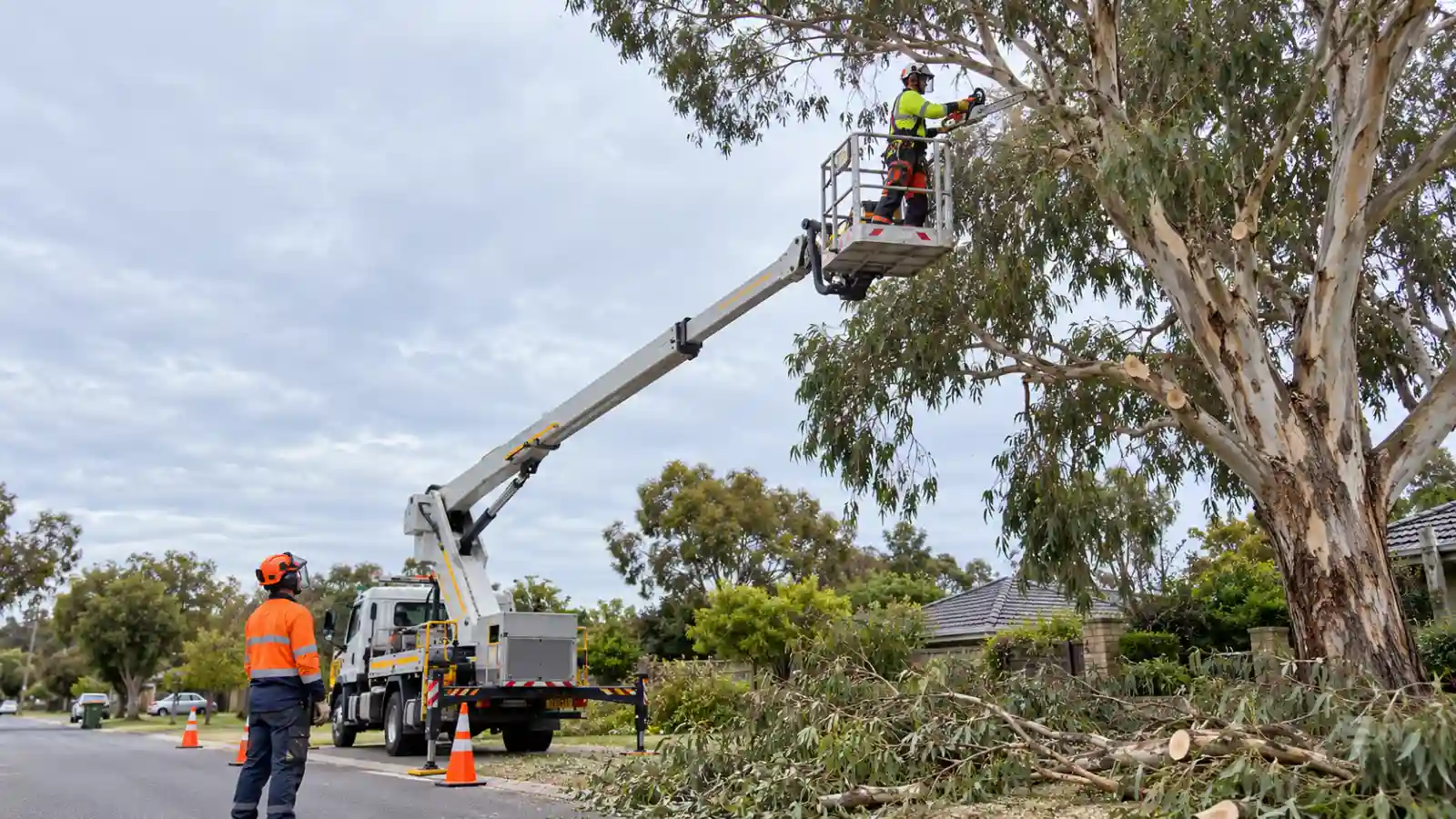 Arborists in high-visibility gear using a bucket truck to trim a large eucalyptus tree in a suburban area.